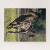 Bob Langrish | Black Warmblood Stallion Runing Legpuzzel (Horizontaal)