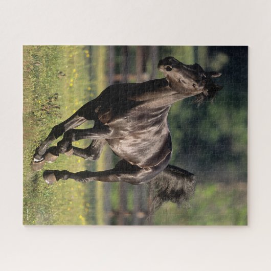 Bob Langrish | Black Warmblood Stallion Runing Legpuzzel (Horizontaal)