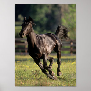 Bob Langrish   Black Warmblood Stallion Runing Poster