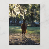 Bob Langrish | Bloedstaal met achtergrondverlichti Briefkaart (Voorkant)