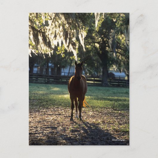 Bob Langrish | Bloedstaal met achtergrondverlichti Briefkaart (Voorkant)