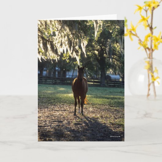 Bob Langrish | Bloedstaal met achtergrondverlichti Kaart (Gele Bloem)