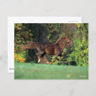 Bob Langrish Bruine Rocky Mountain Horse Running Briefkaart