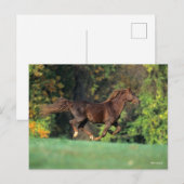 Bob Langrish | Bruine Rocky Mountain Horse Running Briefkaart (Voorkant / Achterkant)