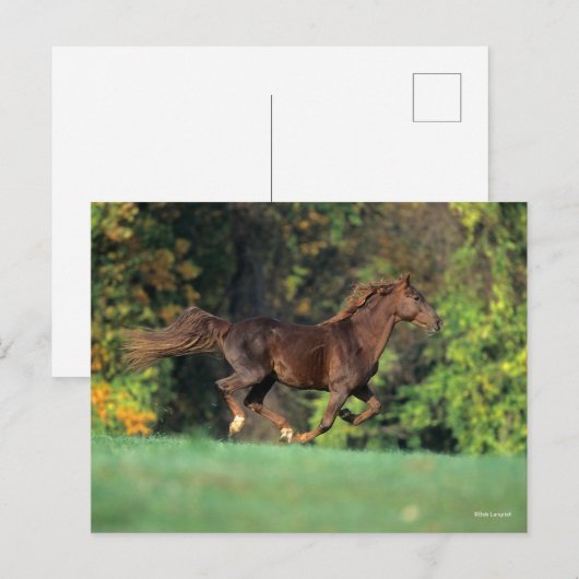 Bob Langrish | Bruine Rocky Mountain Horse Running Briefkaart (Voorkant / Achterkant)