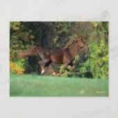 Bob Langrish | Bruine Rocky Mountain Horse Running Briefkaart (Voorkant)