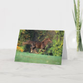 Bob Langrish | Bruine Rocky Mountain Horse Running Kaart (Voorkant)