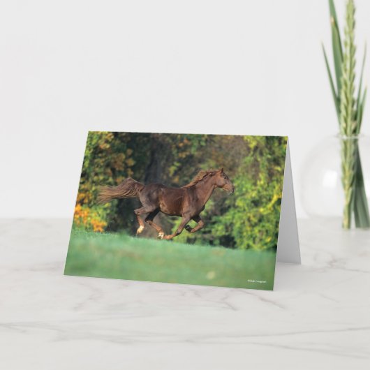 Bob Langrish | Bruine Rocky Mountain Horse Running Kaart (Voorkant)