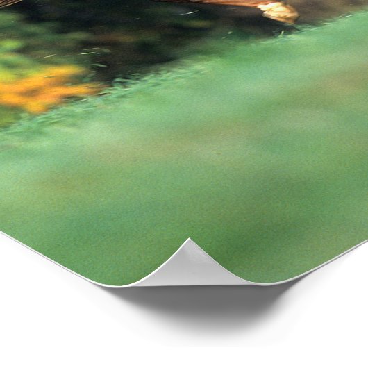 Bob Langrish | Bruine Rocky Mountain Horse Running Poster (Hoek)