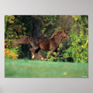 Bob Langrish   Bruine Rocky Mountain Horse Running Poster