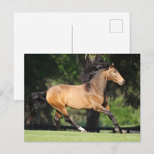 Bob Langrish | Buckskin Lusitano Running Briefkaart (Voorkant / Achterkant)