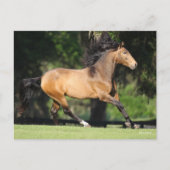 Bob Langrish | Buckskin Lusitano Running Briefkaart (Voorkant)