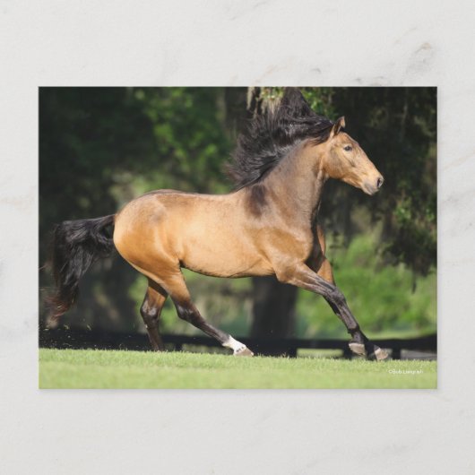 Bob Langrish | Buckskin Lusitano Running Briefkaart (Voorkant)