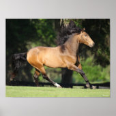 Bob Langrish | Buckskin Lusitano Running Poster (Voorkant)
