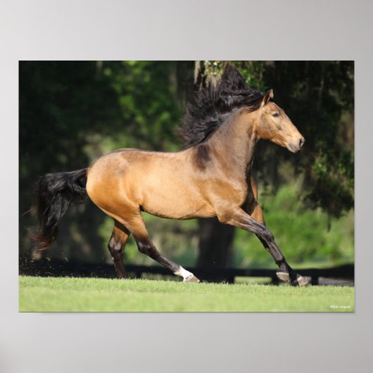 Bob Langrish | Buckskin Lusitano Running Poster (Voorkant)