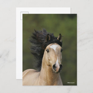 Bob Langrish   Buckskin Welsh Pony Headshot Briefkaart