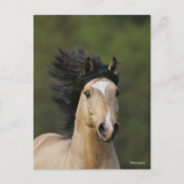 Bob Langrish | Buckskin Welsh Pony Headshot Briefkaart (Voorkant)