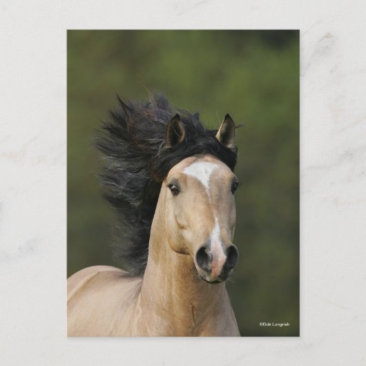 Bob Langrish | Buckskin Welsh Pony Headshot Briefkaart (Voorkant)