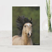 Bob Langrish | Buckskin Welsh Pony Headshot Kaart (Voorkant)