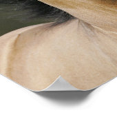 Bob Langrish | Buckskin Welsh Pony Headshot Poster (Hoek)