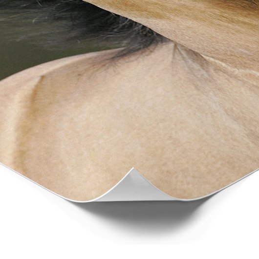 Bob Langrish | Buckskin Welsh Pony Headshot Poster (Hoek)