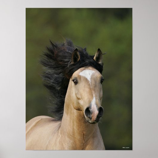 Bob Langrish | Buckskin Welsh Pony Headshot Poster (Voorkant)