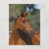 Bob Langrish | Canadese sportkop Briefkaart (Voorkant)