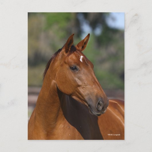 Bob Langrish | Canadese sportkop Briefkaart (Voorkant)