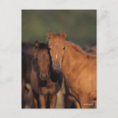 Bob Langrish Caspian Pony Foals Permanent Briefkaart (Voorkant)