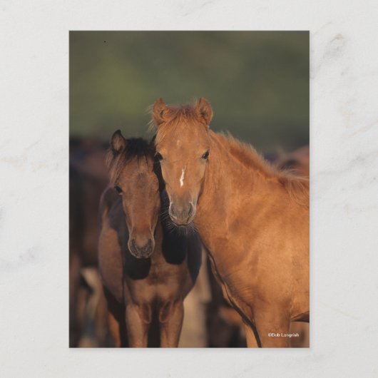 Bob Langrish Caspian Pony Foals Permanent Briefkaart (Voorkant)