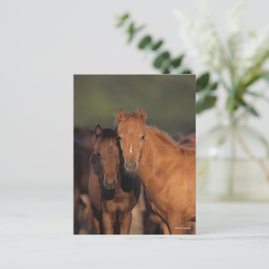 Bob Langrish Caspian Pony Foals Permanent Briefkaart (Staand voorkant)