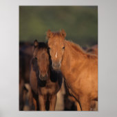 Bob Langrish Caspian Pony Foals Permanent Poster (Voorkant)