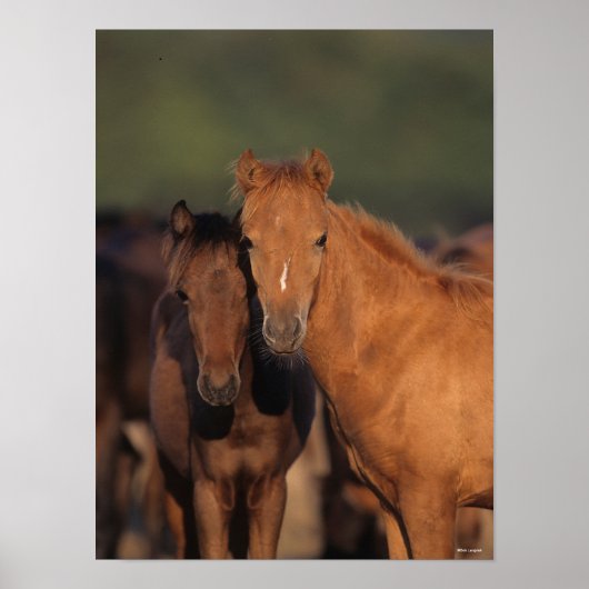 Bob Langrish Caspian Pony Foals Permanent Poster (Voorkant)
