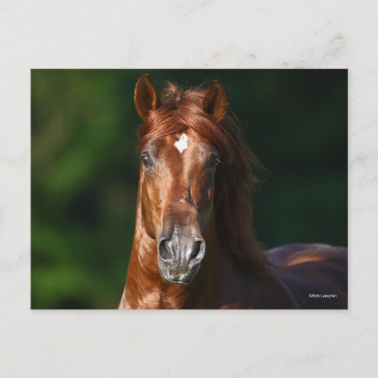 Bob Langrish Chestnut Andalucian Stallion Headshot Briefkaart (Voorkant)