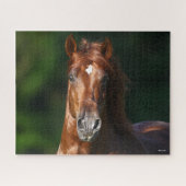 Bob Langrish Chestnut Andalucian Stallion Headshot Legpuzzel (Horizontaal)
