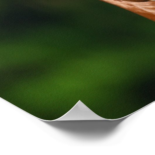 Bob Langrish Chestnut Andalucian Stallion Headshot Poster (Hoek)