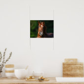 Bob Langrish Chestnut Andalucian Stallion Headshot Poster (Keuken)