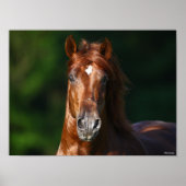 Bob Langrish Chestnut Andalucian Stallion Headshot Poster (Voorkant)