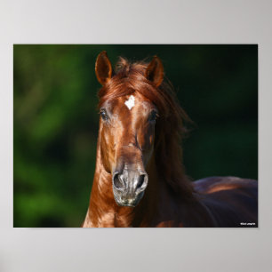 Bob Langrish Chestnut Andalucian Stallion Headshot Poster