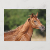 Bob Langrish | Chestnut Arab Headshot Mane Flowing Briefkaart (Voorkant)