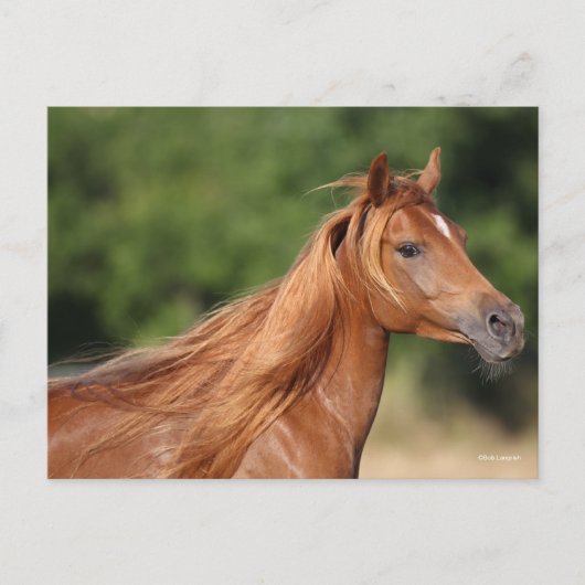 Bob Langrish | Chestnut Arab Headshot Mane Flowing Briefkaart (Voorkant)