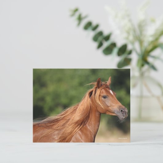 Bob Langrish | Chestnut Arab Headshot Mane Flowing Briefkaart (Staand voorkant)
