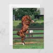 Bob Langrish | Chestnut Arab Stallion Rearing Briefkaart (Voorkant / Achterkant)