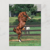 Bob Langrish | Chestnut Arab Stallion Rearing Briefkaart (Voorkant)