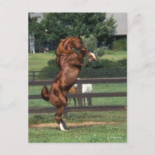 Bob Langrish | Chestnut Arab Stallion Rearing Briefkaart (Voorkant)