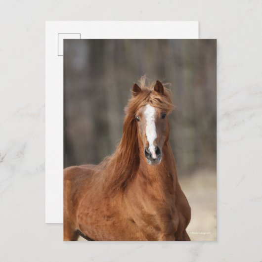 Bob Langrish | Chestnut Hackney Headshot Briefkaart (Voorkant / Achterkant)