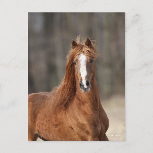 Bob Langrish | Chestnut Hackney Headshot Briefkaart (Voorkant)