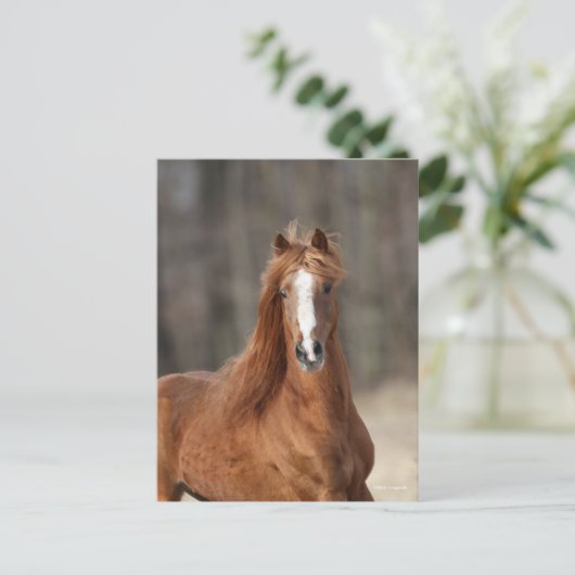 Bob Langrish | Chestnut Hackney Headshot Briefkaart (Staand voorkant)