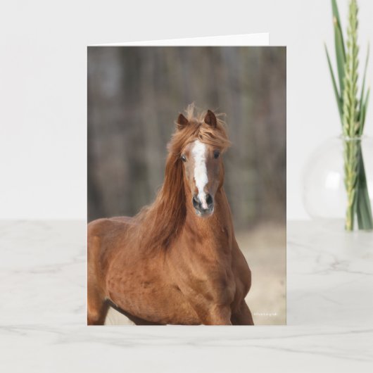 Bob Langrish | Chestnut Hackney Headshot Kaart (Voorkant)