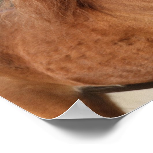 Bob Langrish | Chestnut Hackney Headshot Poster (Hoek)